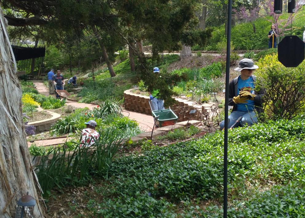 wide view of the garden with nine volunteers spread around working on various tasks