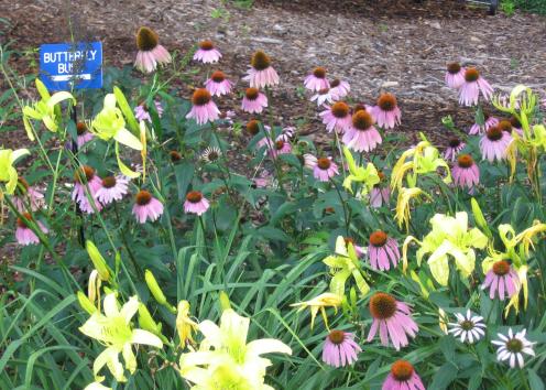 a patch of purple coneflowers mixed with smaller yellow and white blooms