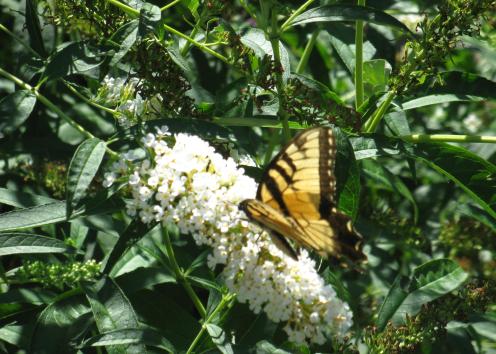 a Swallowtail butterfly sitting on a white blooming flower